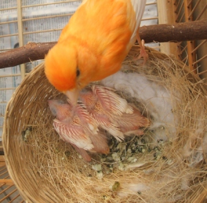 canary bird breeding